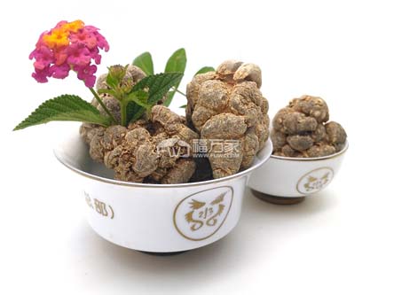 三七的種植難不難？