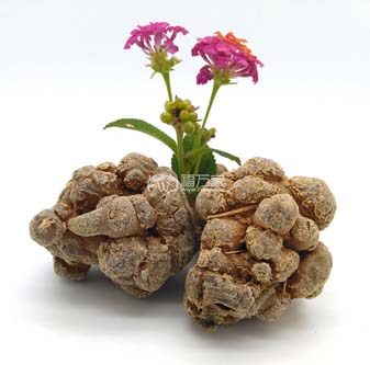 三七粉能和牛奶一起喝嗎？