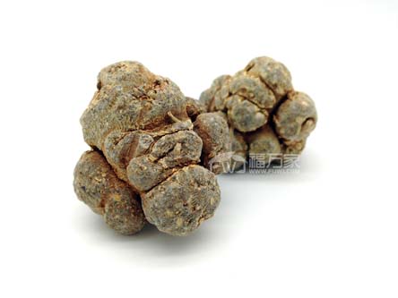 三七哪種頭數好？60頭好還是20頭好？
