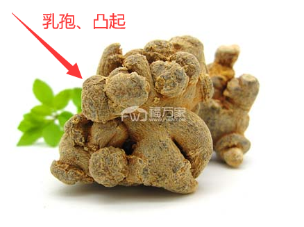 三七凸起、乳孢