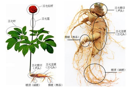 自己能種植三七嗎